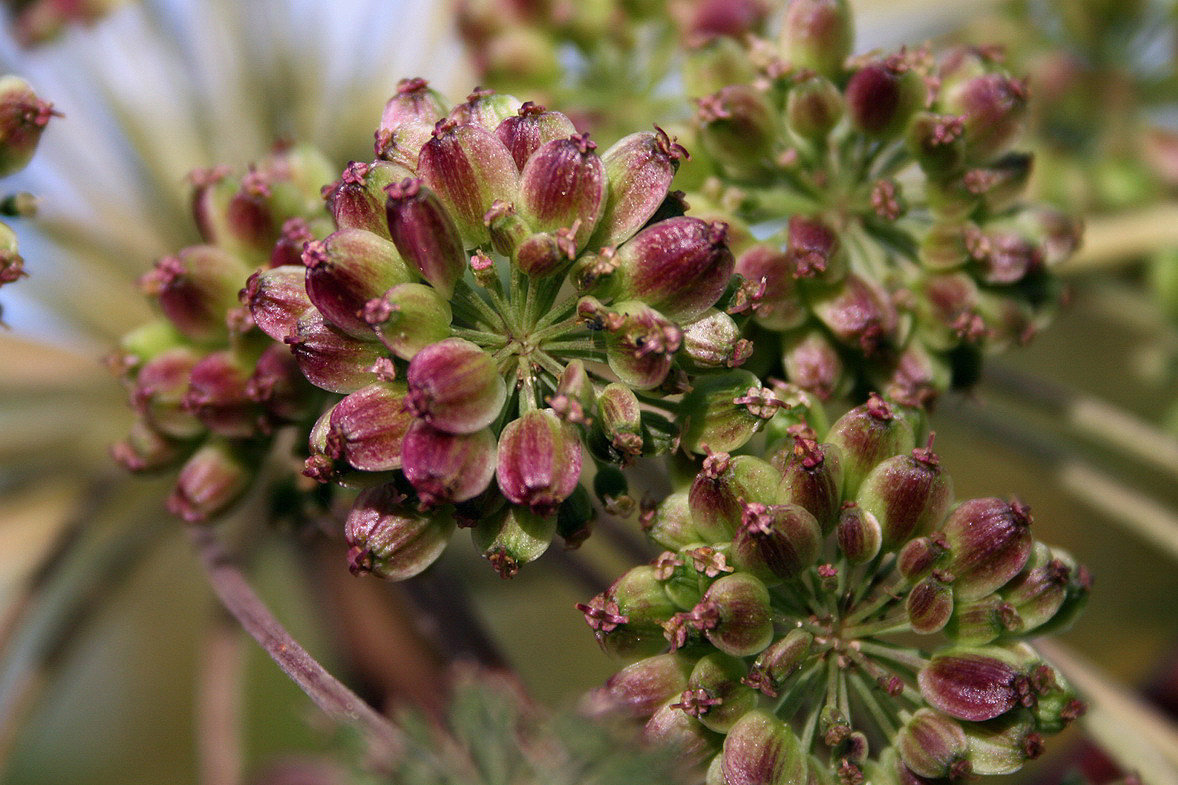 Image of genus Angelica specimen.