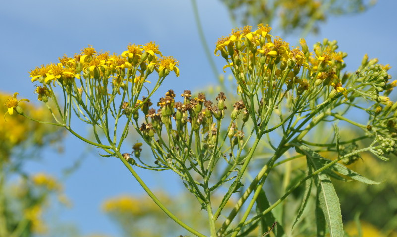 Изображение особи Senecio cannabifolius.