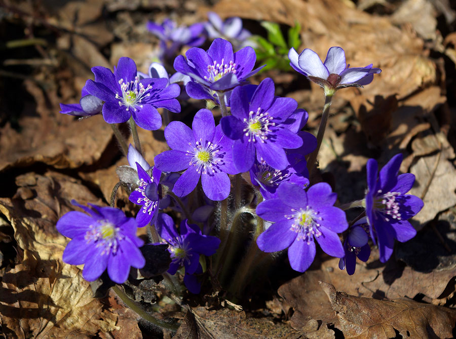 Image of Hepatica nobilis specimen.