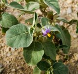 Solanum incanum