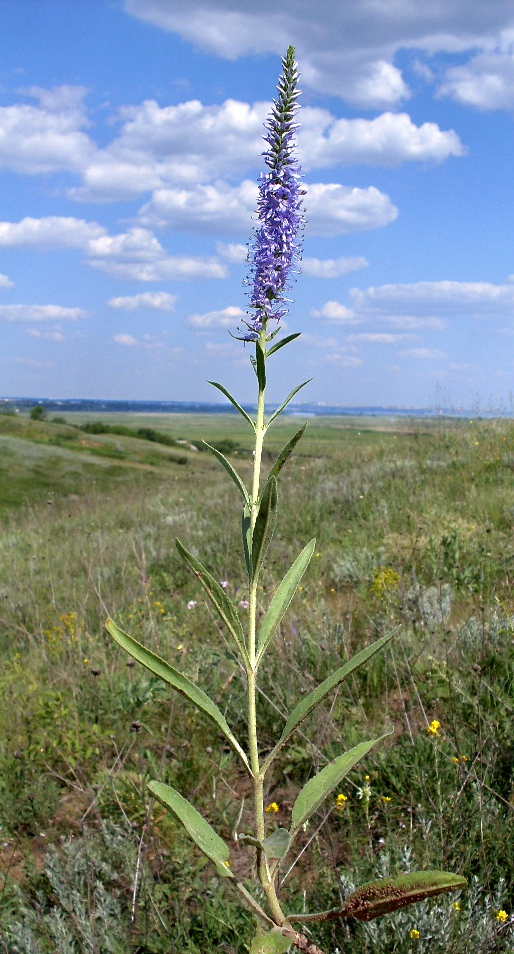 Image of Veronica viscosula specimen.