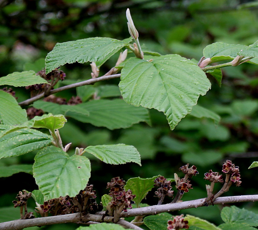 Image of Hamamelis mollis specimen.