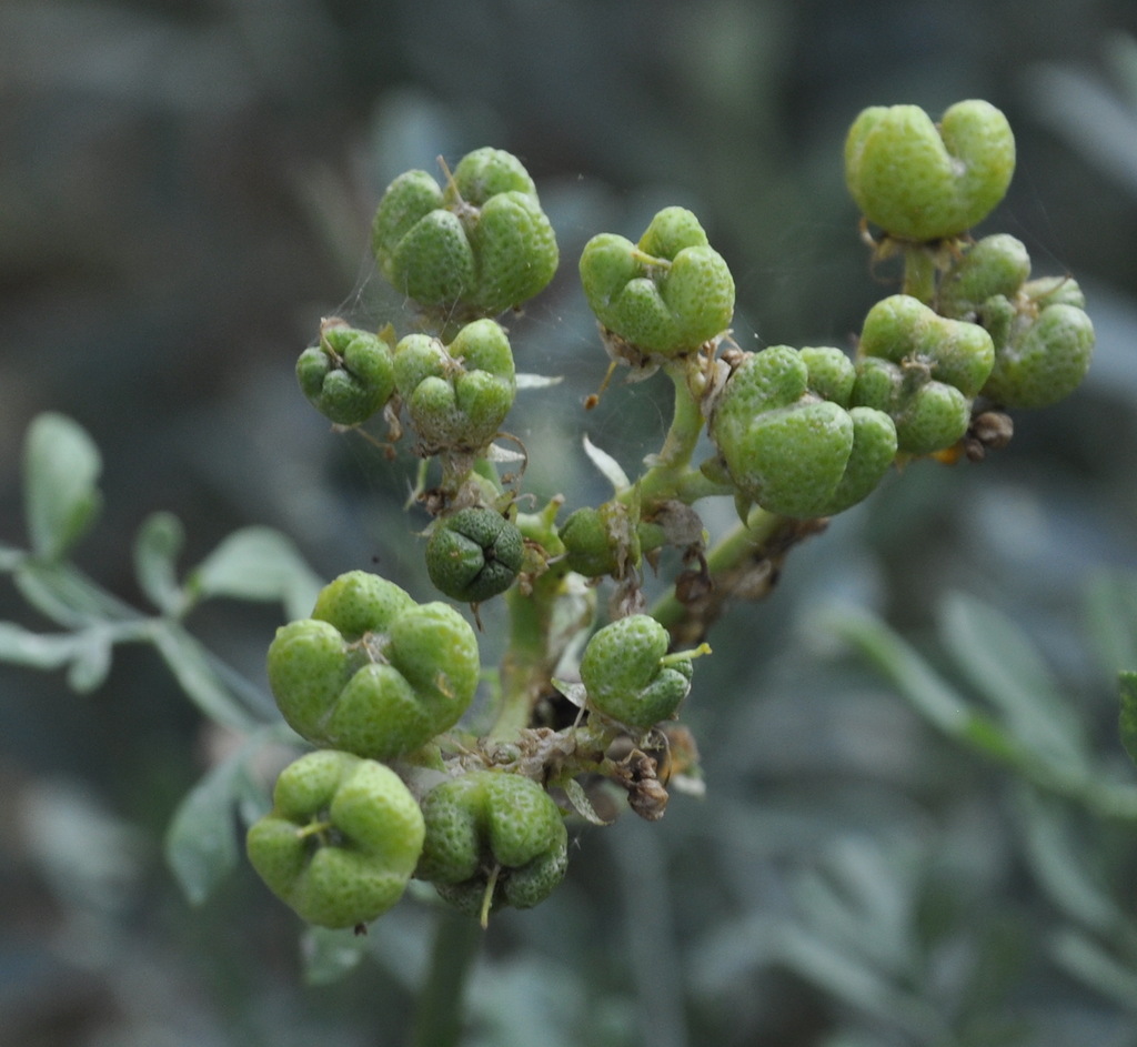 Image of Ruta graveolens specimen.