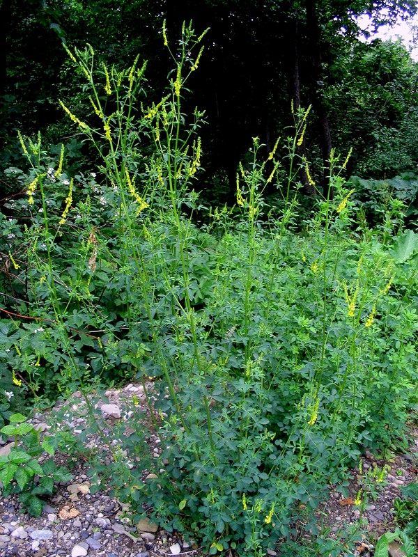 Image of Melilotus officinalis specimen.