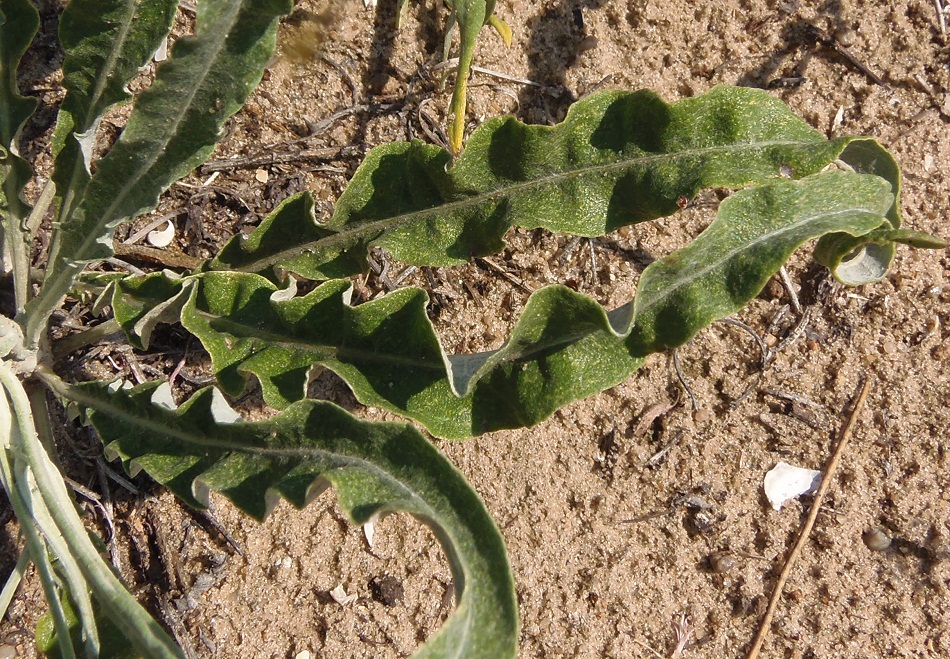 Image of Jurinea pseudocyanoides specimen.