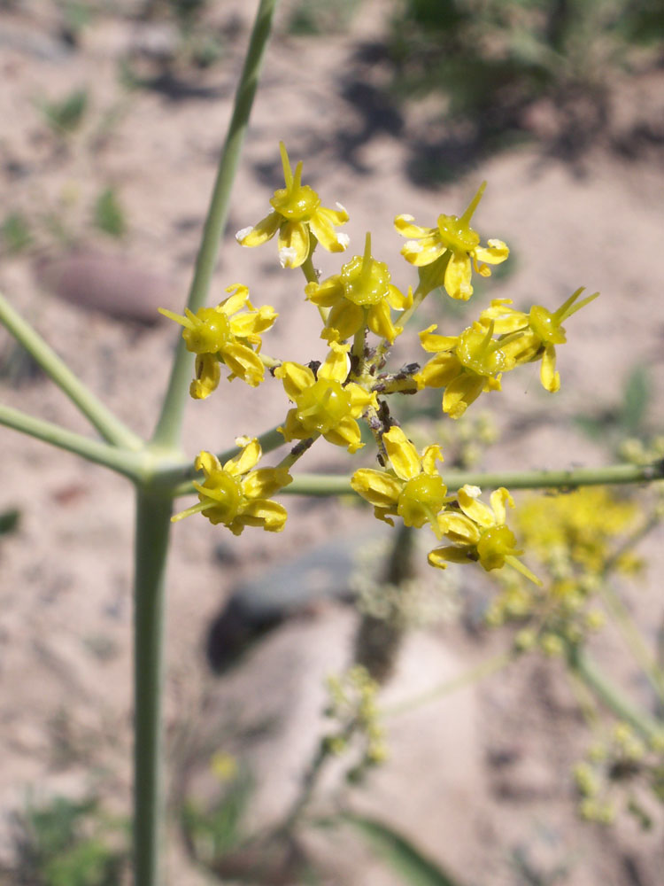 Image of Ferula tschuiliensis specimen.