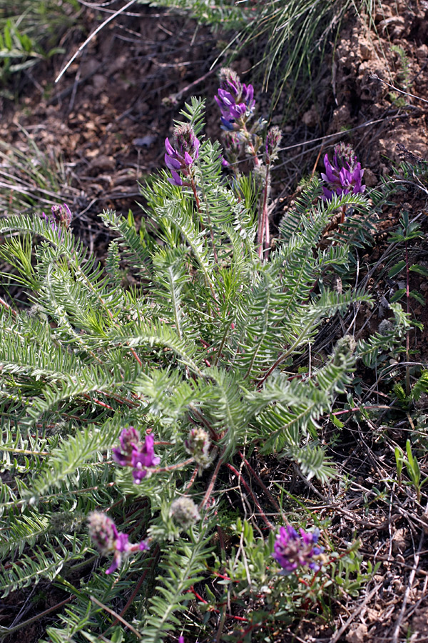 Image of Oxytropis subcapitata specimen.