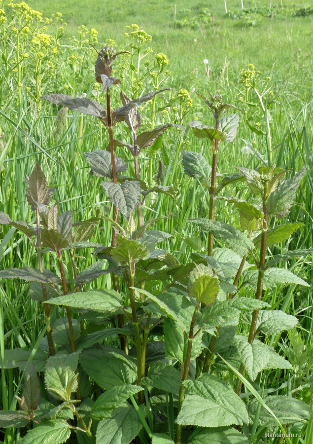 Image of Scrophularia nodosa specimen.