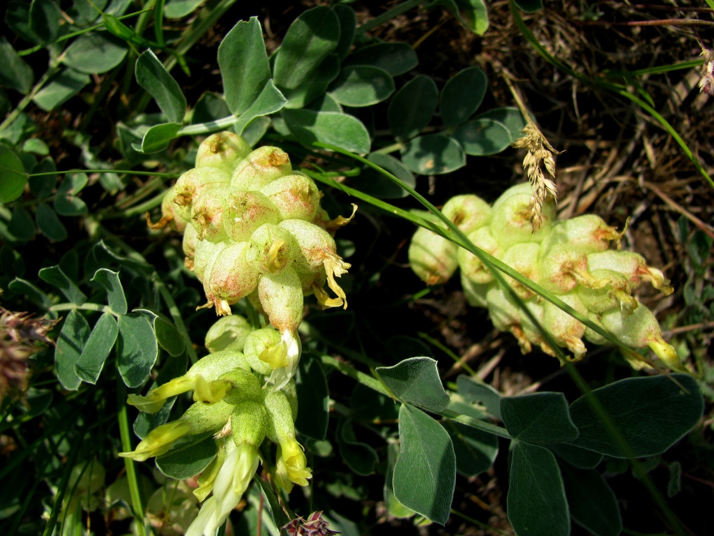 Image of Astragalus calycinus specimen.