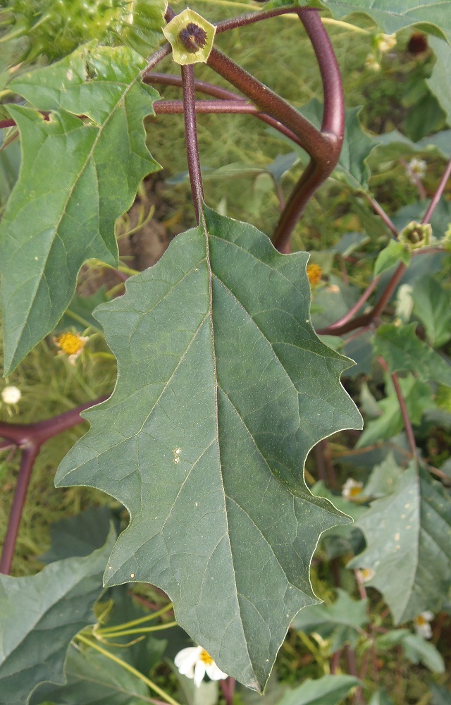 Image of Datura stramonium var. tatula specimen.