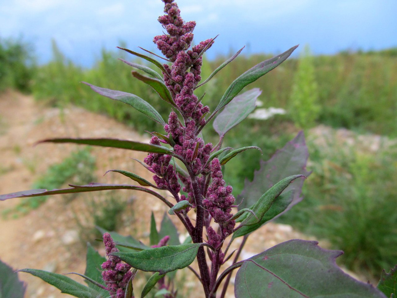 Изображение особи род Chenopodium.