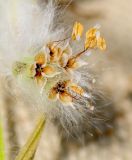 Plantago cretica