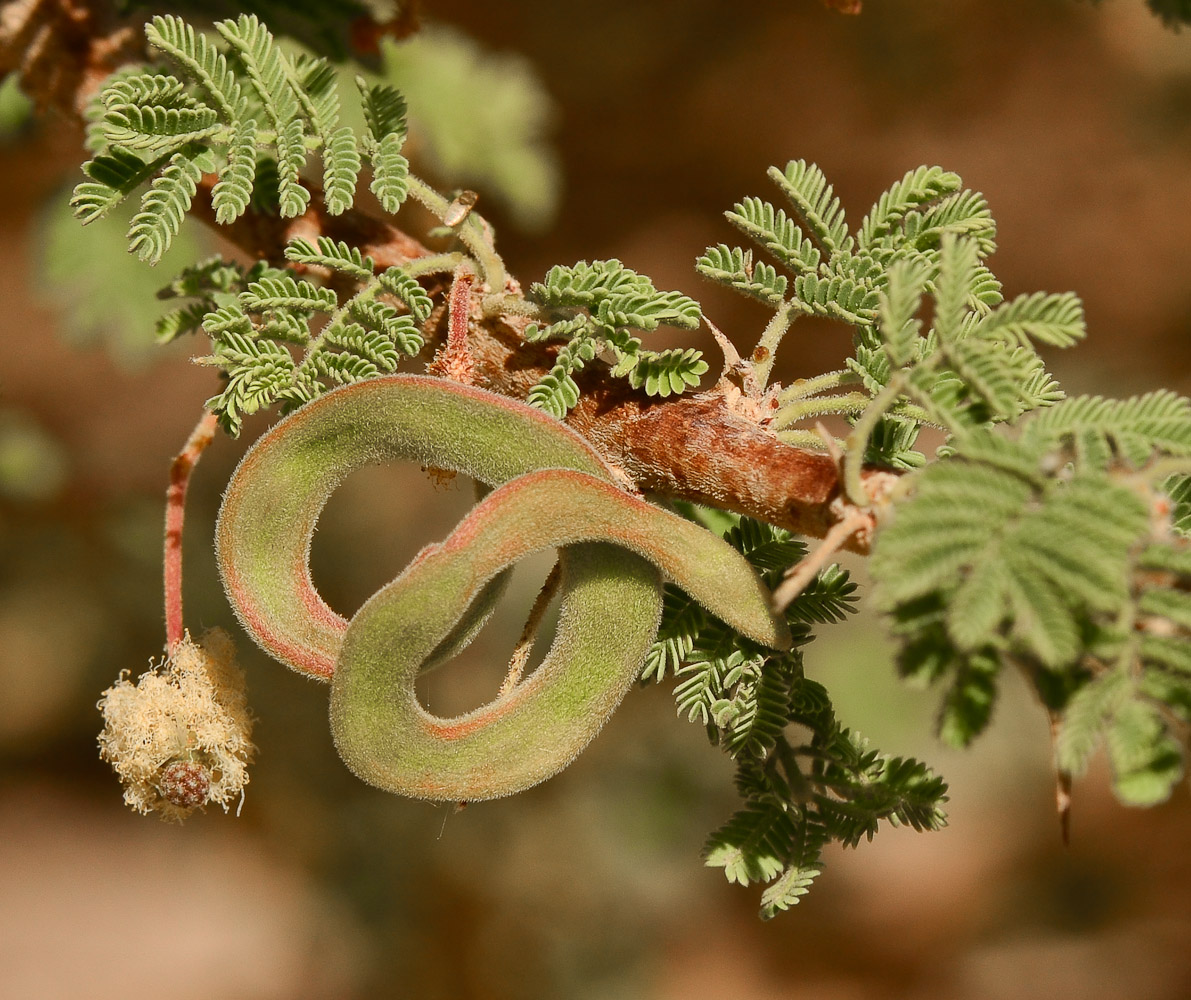 Image of Vachellia tortilis specimen.