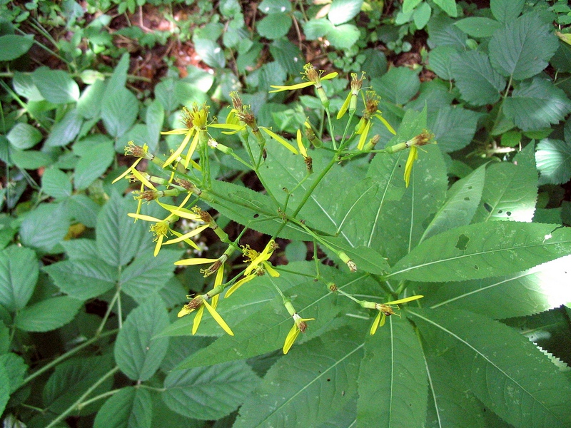 Image of Senecio ovatus specimen.