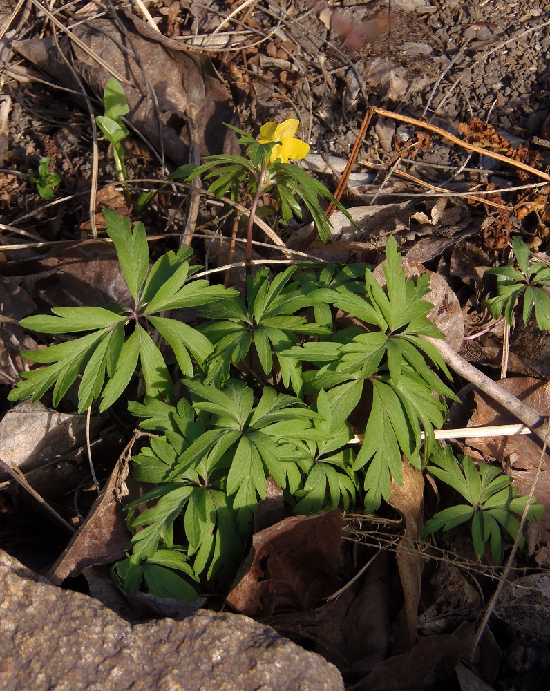 Image of Anemone ranunculoides specimen.