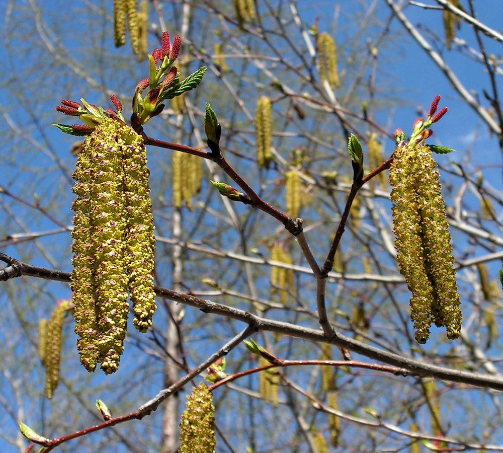 Изображение особи Duschekia fruticosa.