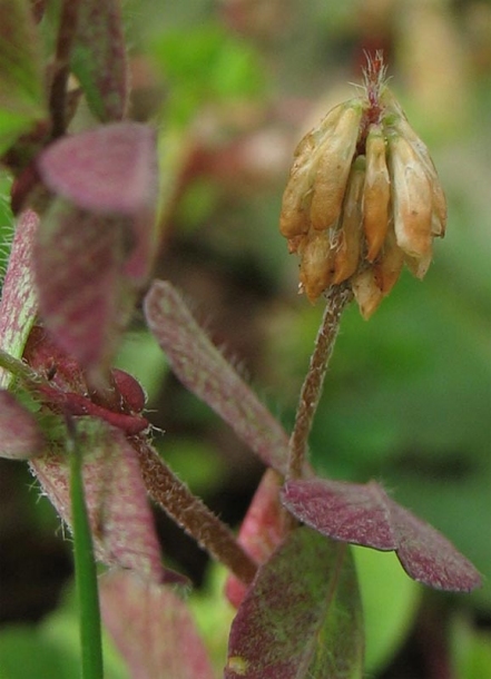 Image of Trifolium dubium specimen.