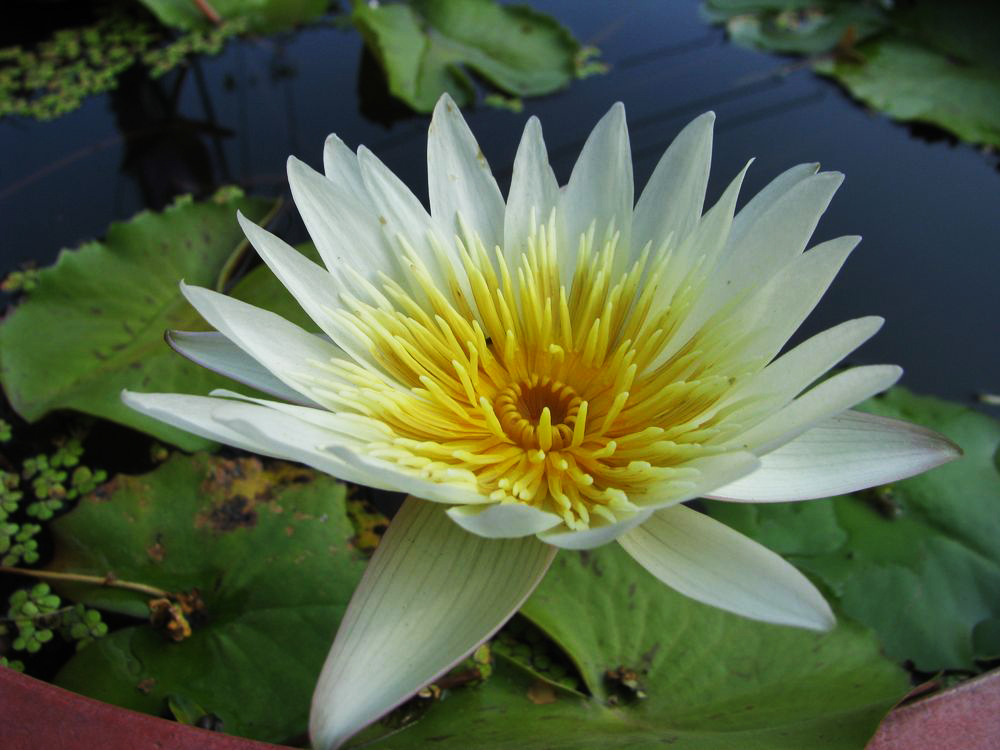 Image of Nymphaea nouchali var. caerulea specimen.