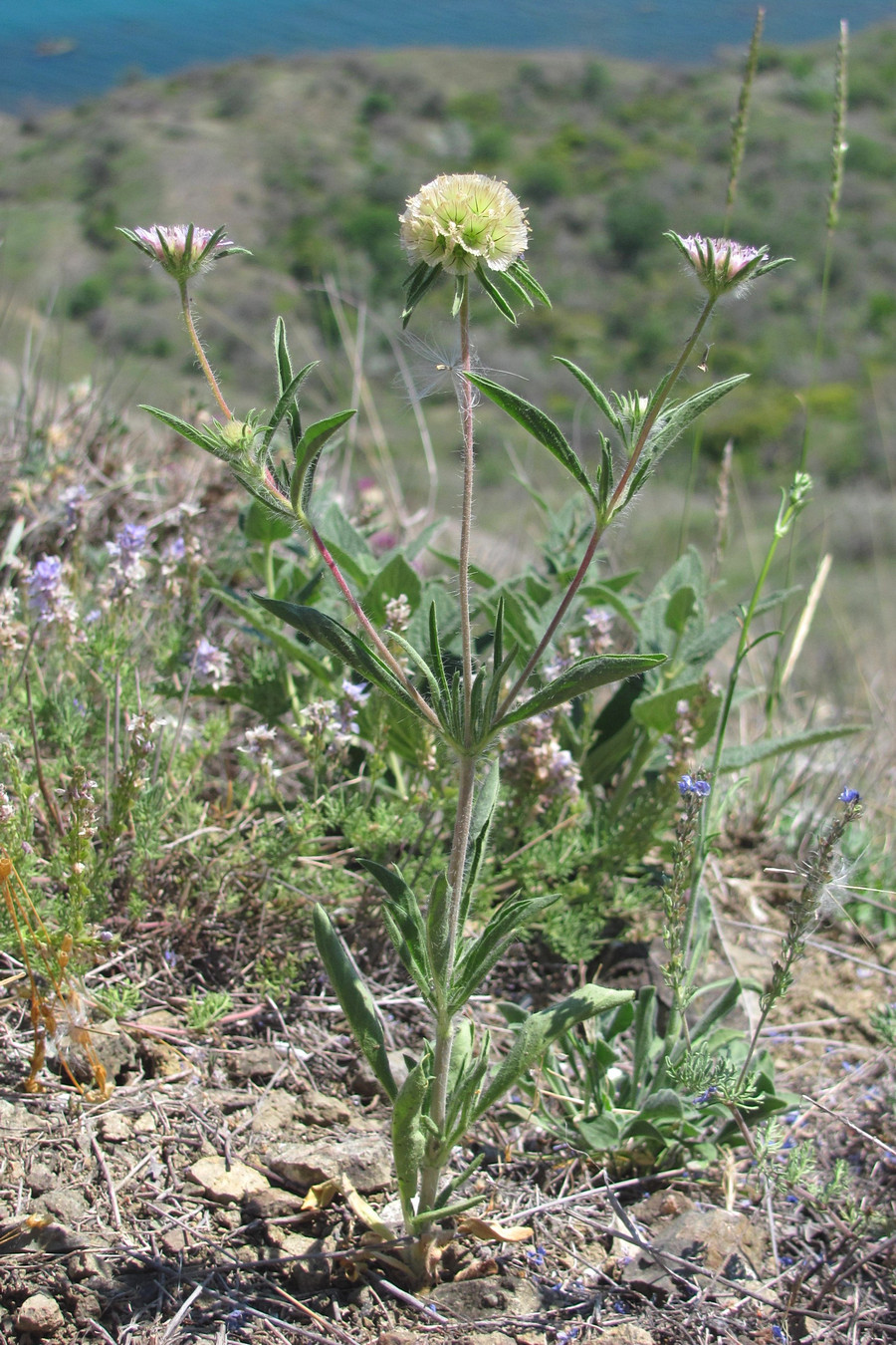 Image of Lomelosia rotata specimen.