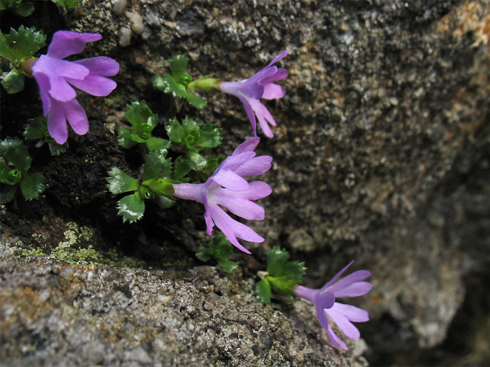 Image of Primula minima specimen.