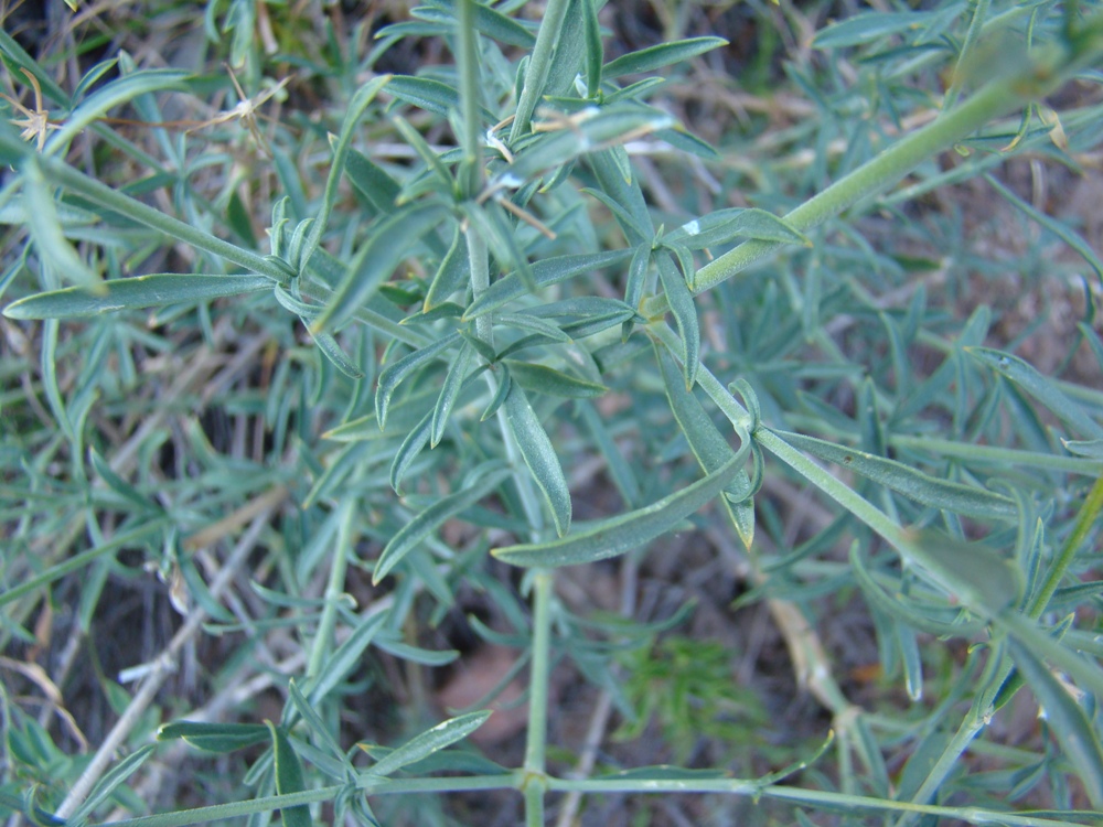 Image of Silene pseudoholopetala specimen.