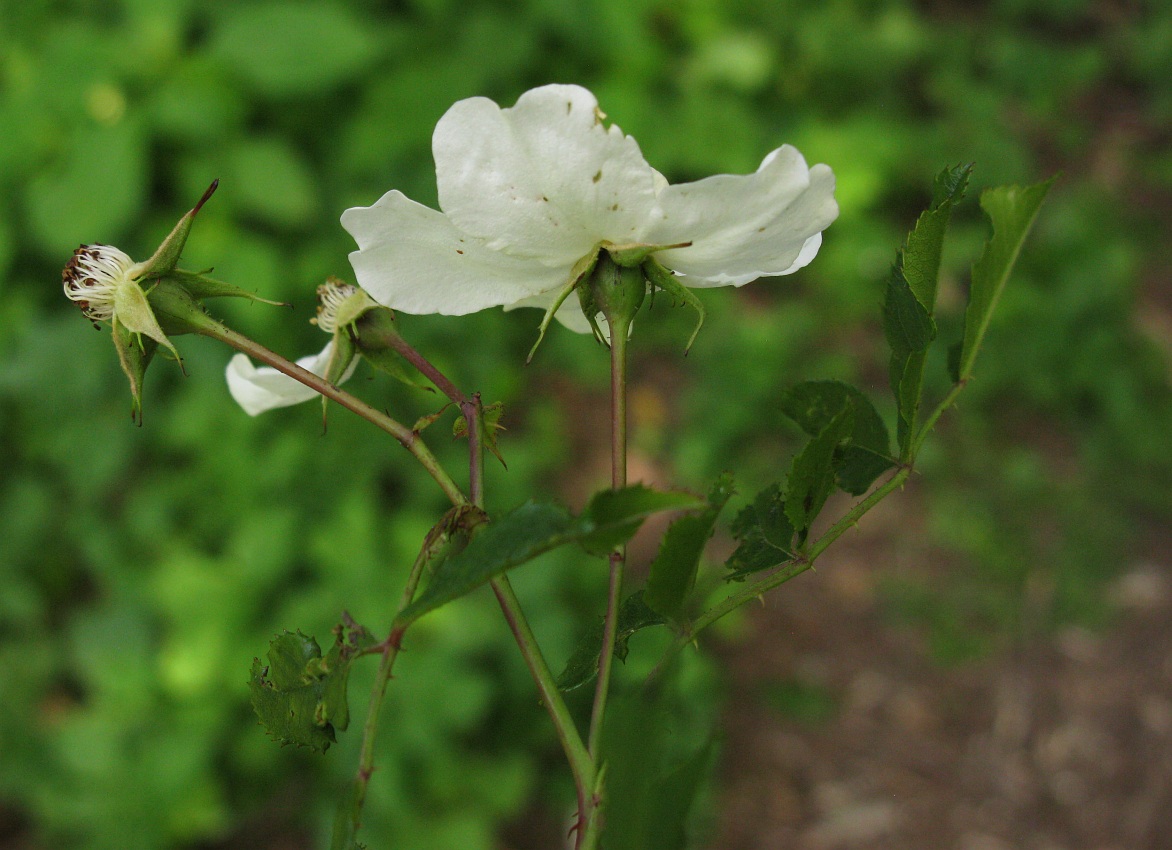 Image of Rosa maximowicziana specimen.