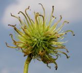 Liquidambar formosana. Невызревшее соплодие. Германия, г. Дюссельдорф, Ботанический сад университета. 03.06.2014.