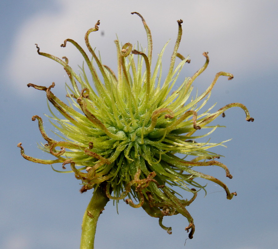 Изображение особи Liquidambar formosana.