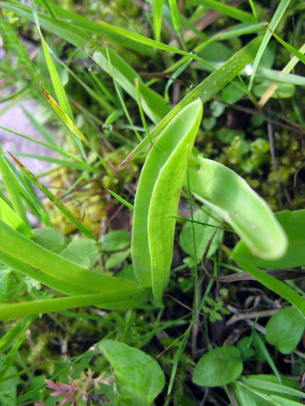 Image of Herminium monorchis specimen.