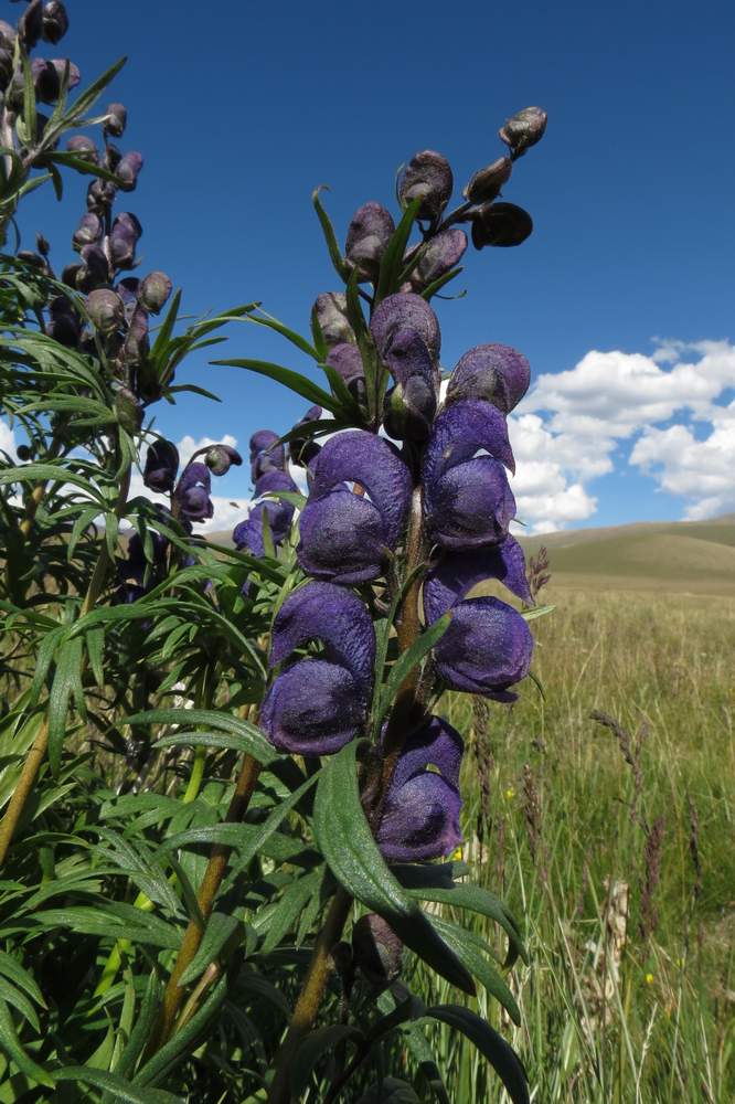 Изображение особи Aconitum glandulosum.