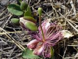 Capparis herbacea