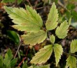 Actaea pachypoda. Сегмент сложного листа, принимающий осеннюю окраску. Германия, г. Крефельд, Ботанический сад. 06.09.2014.