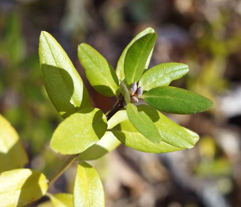 Image of Rhododendron mucronulatum specimen.