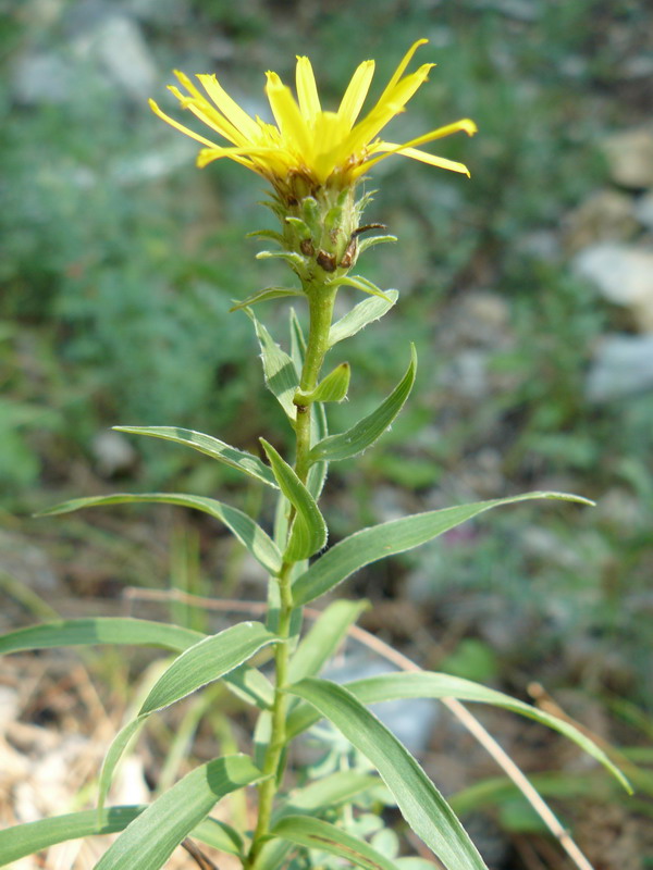 Image of Inula ensifolia specimen.