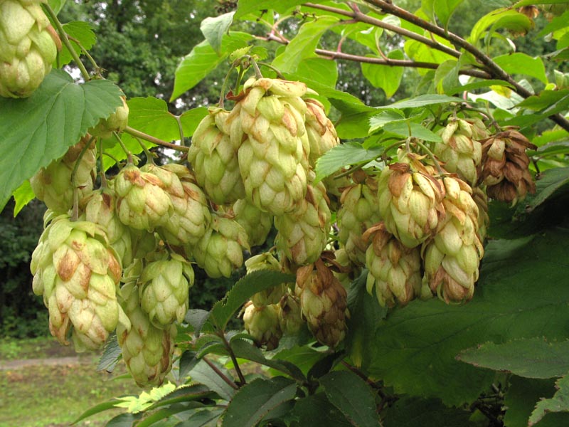 Image of Humulus lupulus specimen.