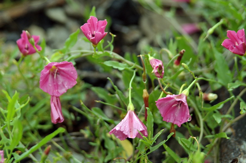 Изображение особи Convolvulus chinensis.