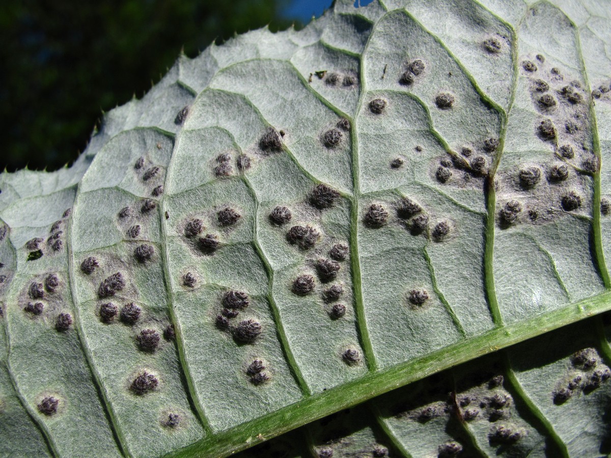 Image of Cirsium heterophyllum specimen.