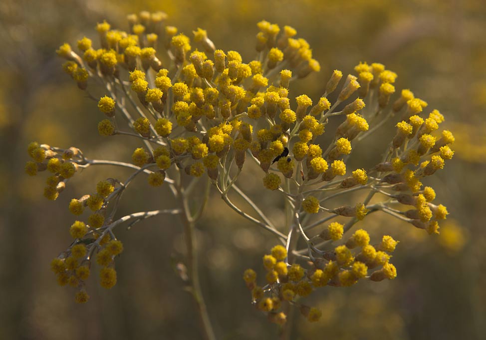 Изображение особи Helichrysum italicum.