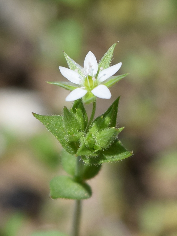 Изображение особи Arenaria serpyllifolia.