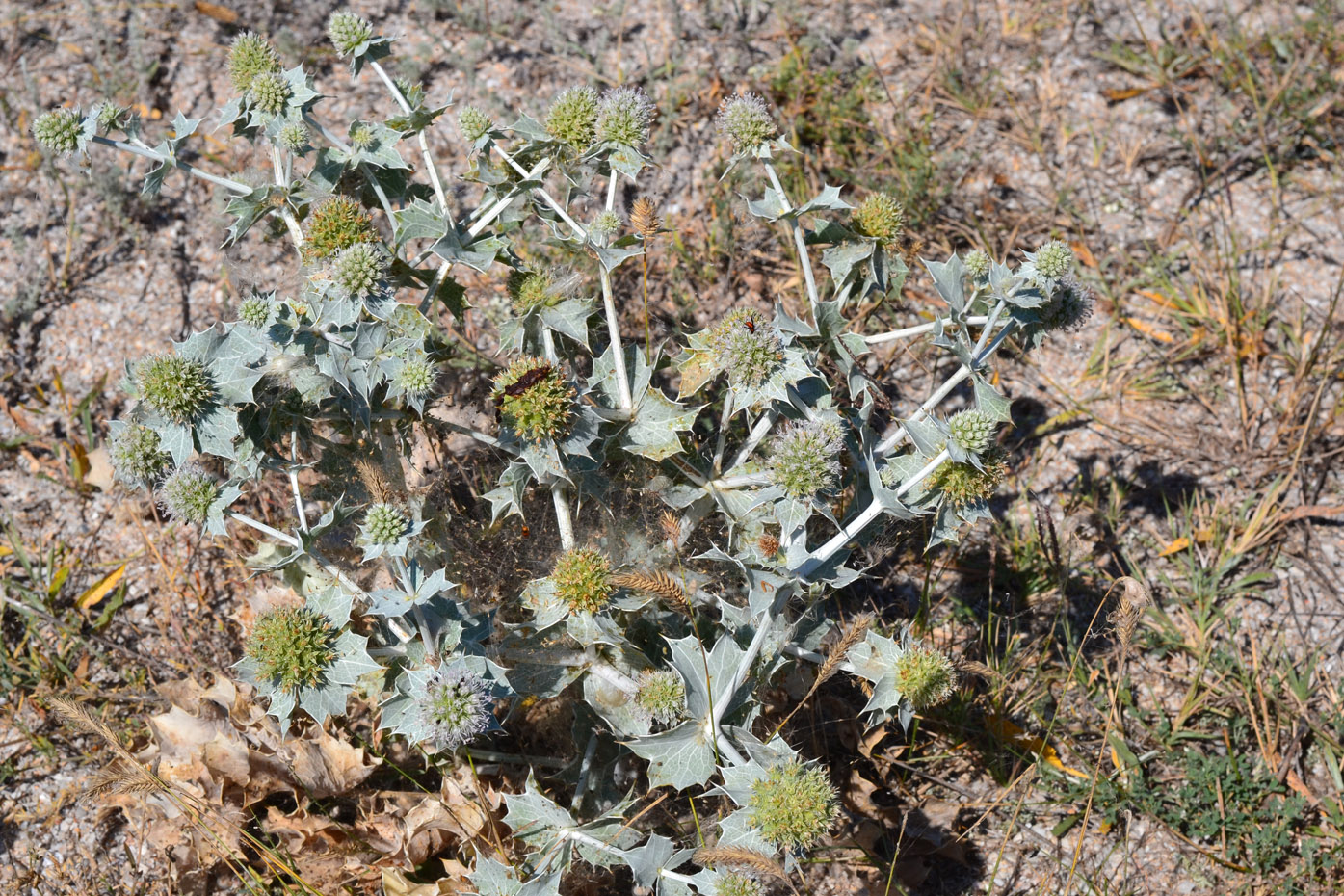 Image of Eryngium maritimum specimen.