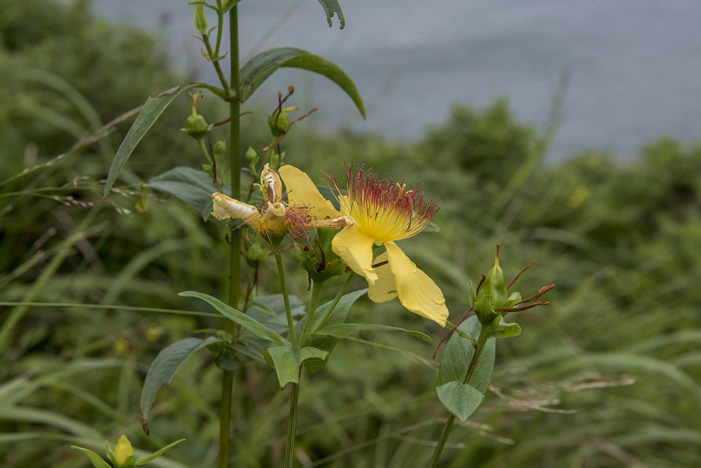 Image of Hypericum ascyron specimen.