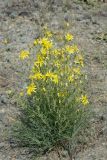 Youngia tenuifolia ssp. altaica