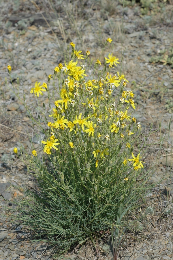 Изображение особи Youngia tenuifolia ssp. altaica.