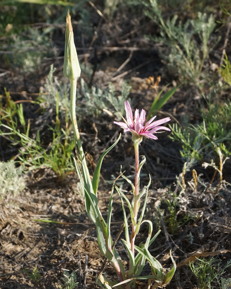 Image of Tragopogon marginifolius specimen.