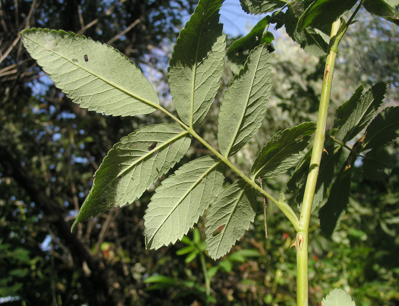 Image of genus Rosa specimen.