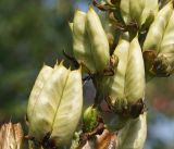 Veratrum nigrum