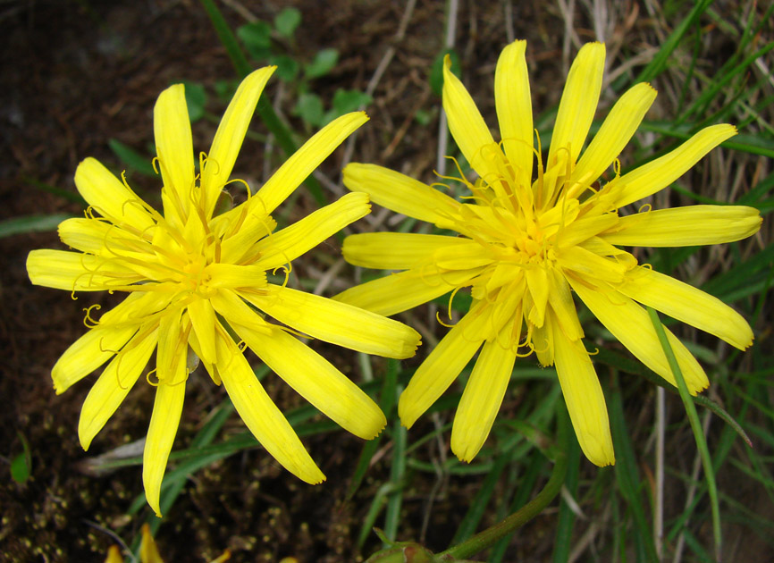 Image of Scorzonera radiata specimen.