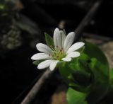 Stellaria neglecta