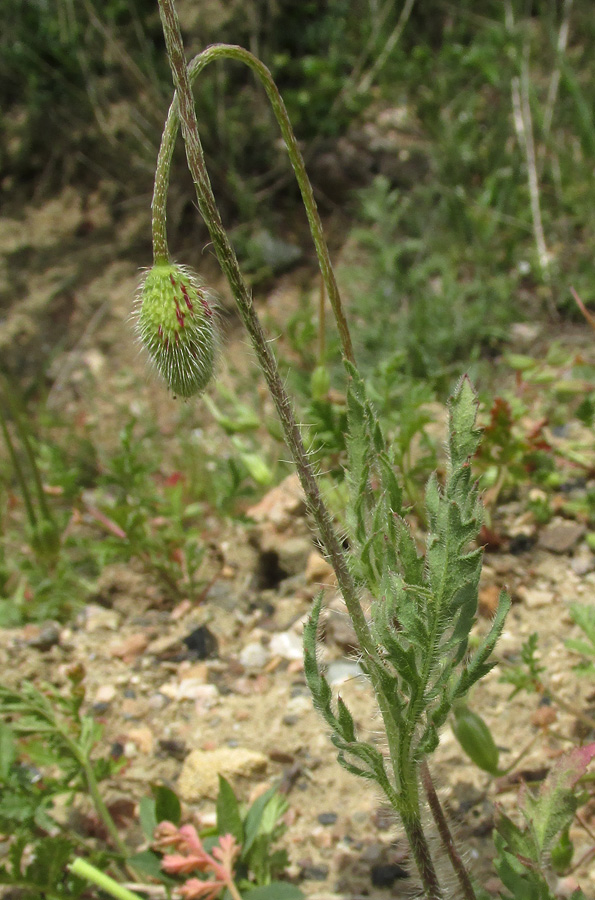 Изображение особи Papaver rhoeas var. strigosum.