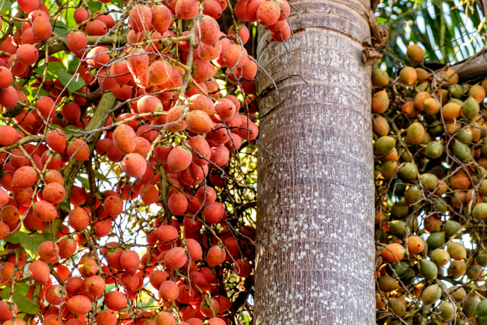 Image of familia Arecaceae specimen.